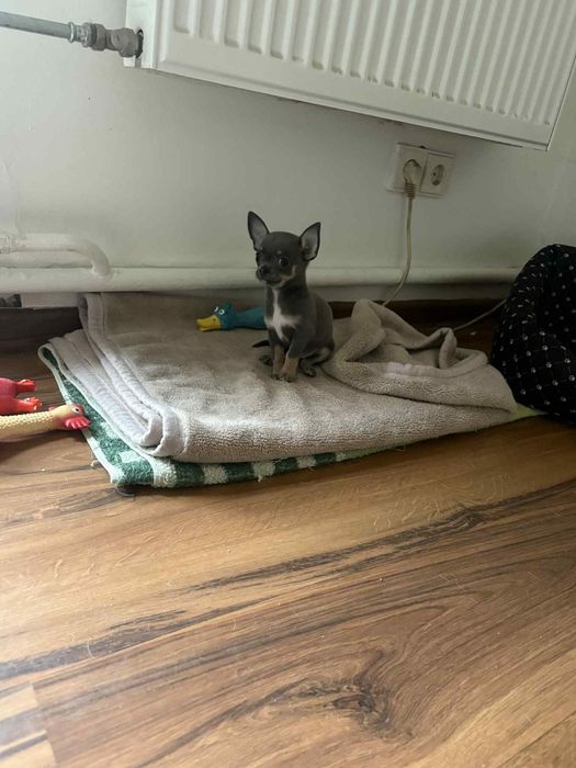 Piękna Suczka Niebieska Chihuahua Mini