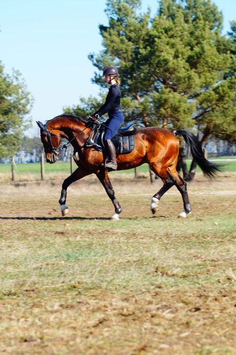 Stanówka ogierem oldenburg krycie