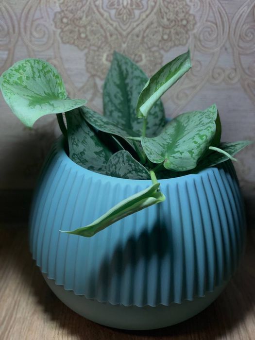 Сциндапсус Піктус Требі