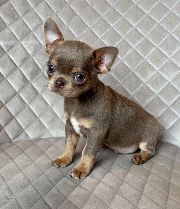 ‼️Лиловый мальчик чихуахуа Киев‼️