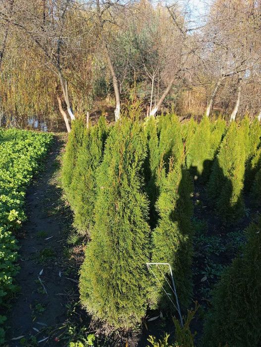 Продам тую смарагд 100-150 см