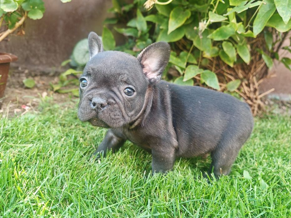 Buldog Francuski