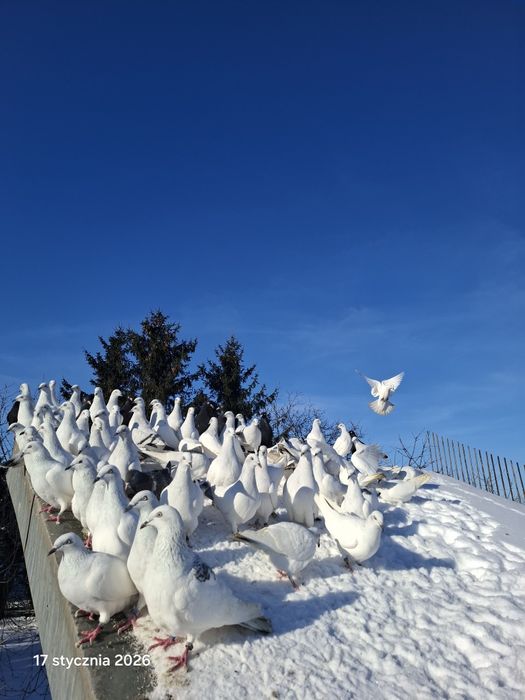Lot gołębi jasnych.