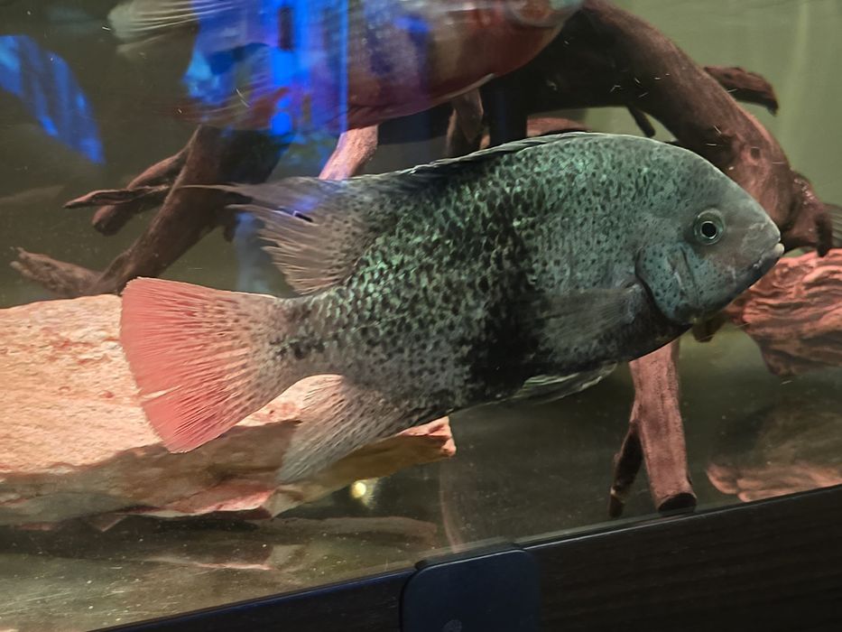 Pielęgnica Macalicauda - Czarnopręga