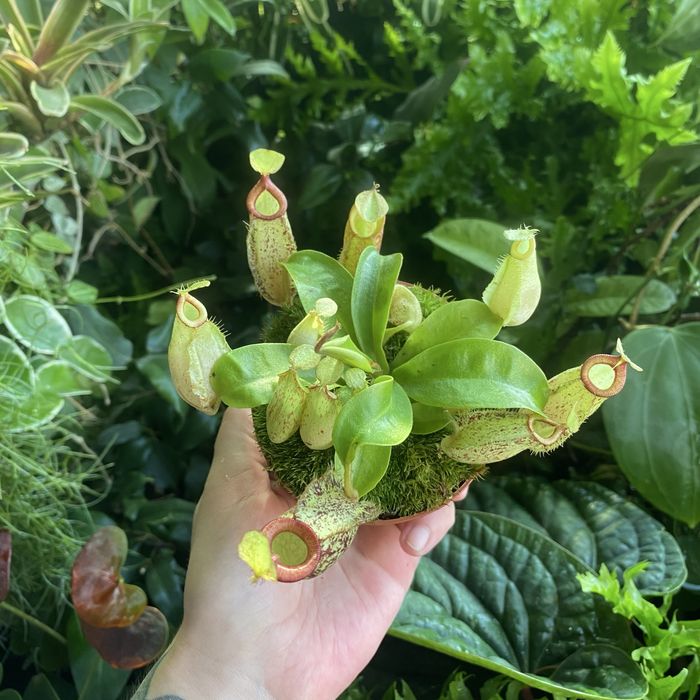 Непентес Nepenthes hookeriana