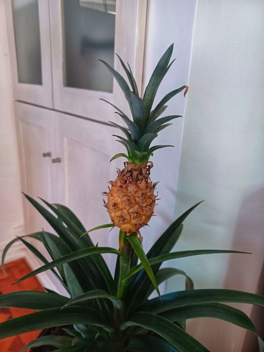 Abacaxi miniatura ornamental 55cm