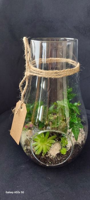 Las w szkle - mikroklimat