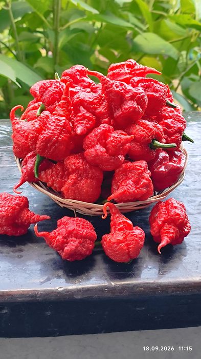 Carolina Reaper надгострий перець  свіжі плоди