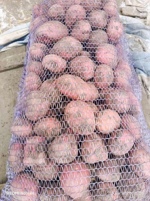 Продам картоплю сорт Аладдін