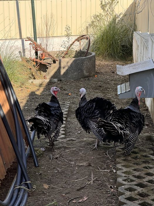 Vendo perus caseiros