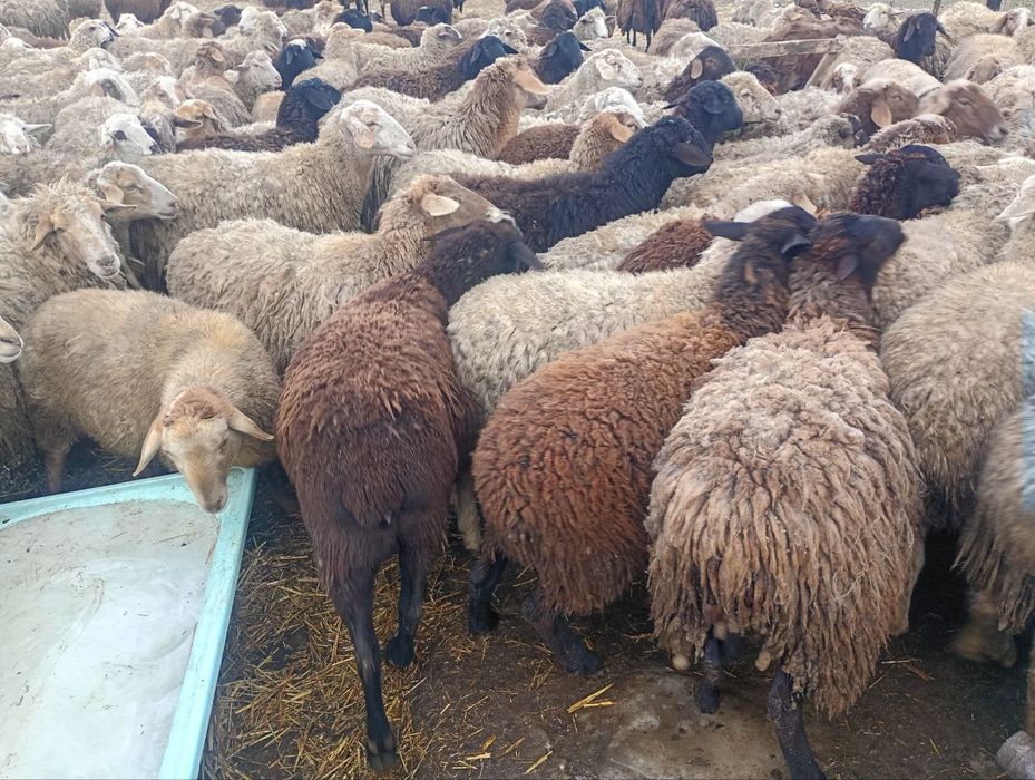 Продам вівці квітні.