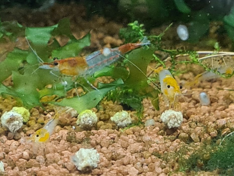 Krewetka, krewetki neocaridina Orange