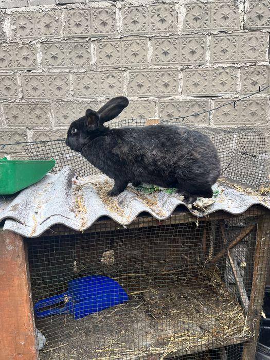 Samice na dalszy chów