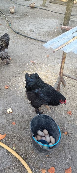 Galos Brahma Azul e Brahma Black