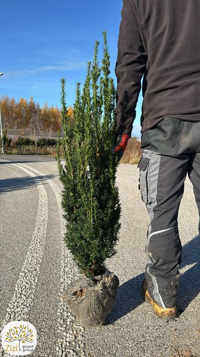 cis Hillii 60-120cm, Taxus media, towar kopany z gruntu, bryła