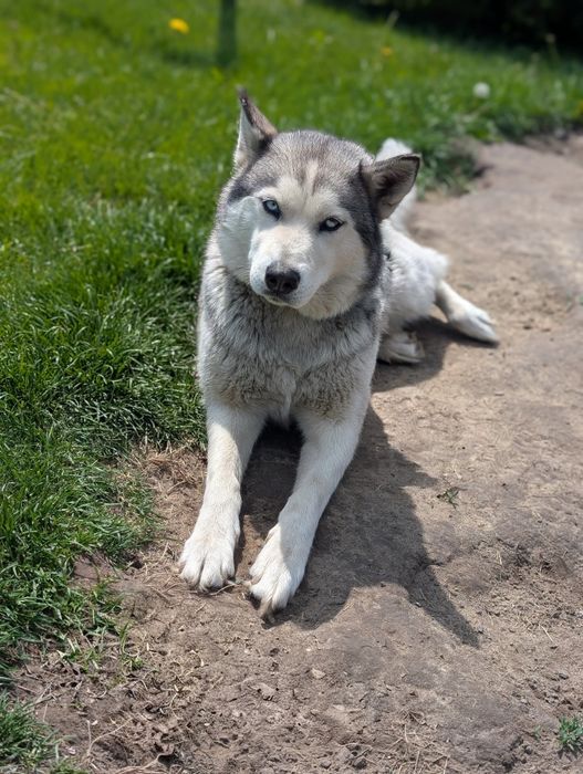 Husky, 4 letnia .