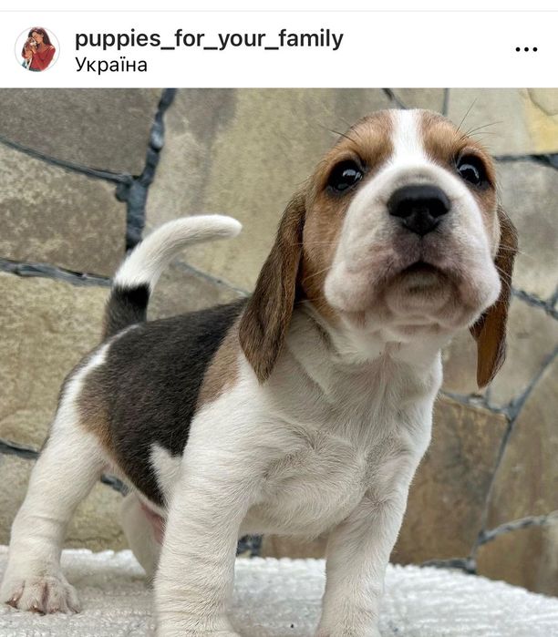 Вільні цуценята Бігль! Доставка по світу, повний пакет документів!