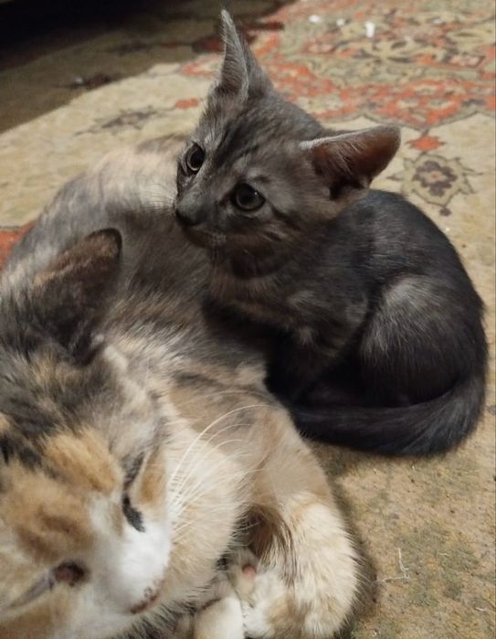 Безкоштовно кошенята хлопчики