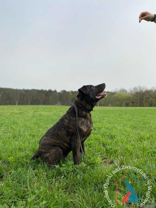 Roni -w typie cane corso szuka domu! Adoptuj!