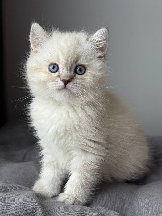 Котенок шотландский поинт Scottish 
Scottish fold