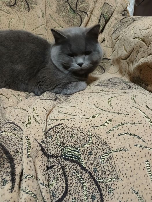Прямоухий шотландец ищет невест.