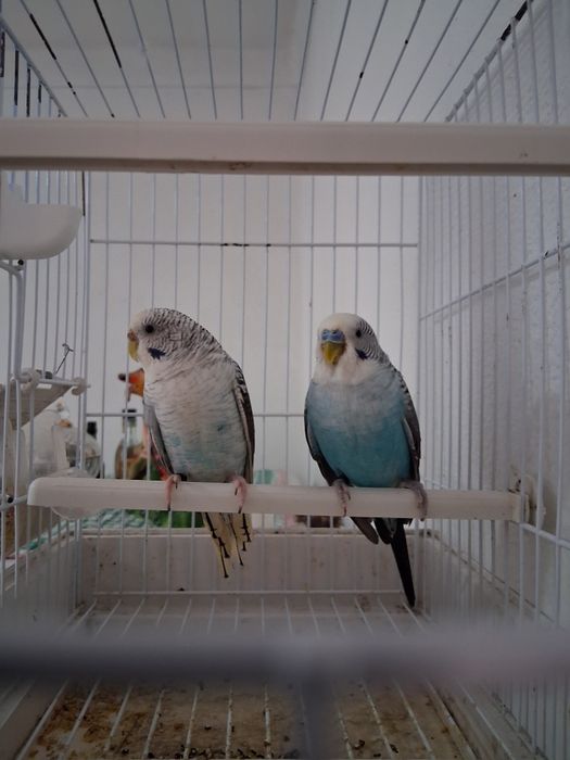 Casalinho de piriquitos asas negras