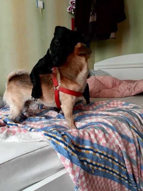 Передержка животных. Выгул собак.