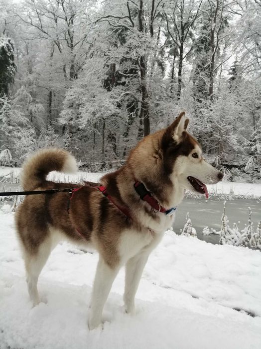 Piękne Siberian Husky  ZKwP po Grand Championach