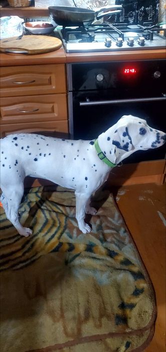 Продам  цуциків далматина