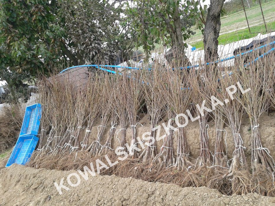 Drzewka wiśni Łutówka/antypka - KOWALSKISZKOLKA.PL