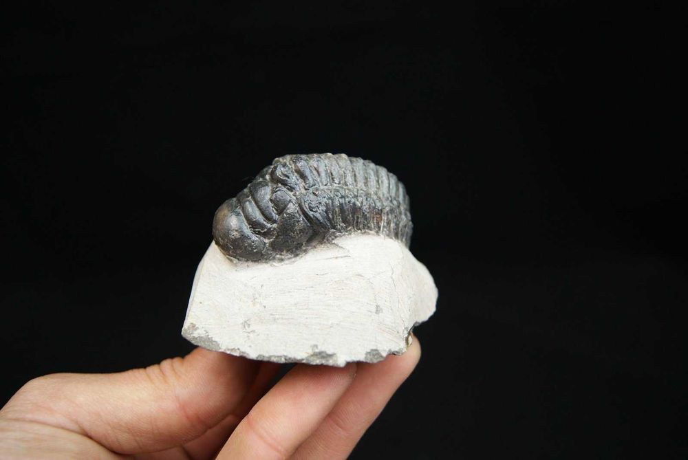 Fossil trilobite Crotalocephalus Gibbus