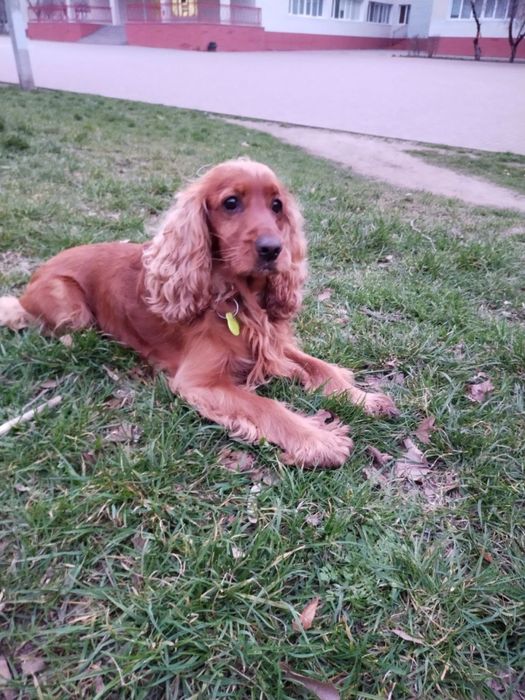 Вязка Спаниель 2 года