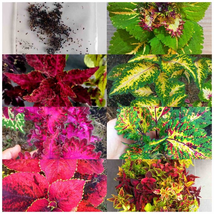 Колеуси   яскраві