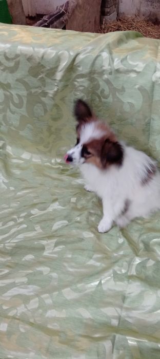 Детки папильонов.