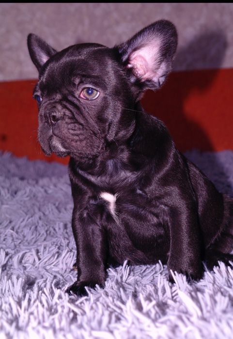 Щенки французского бульдога ждут Вас