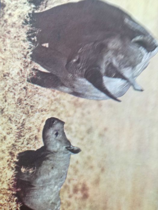 Vendo coleção de 9 postais de Fauna Africana,serie completa.