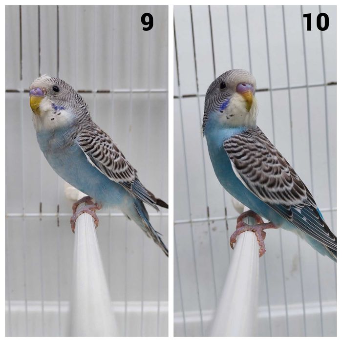 11 Periquitos australianos