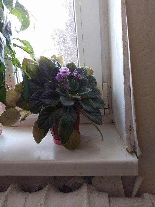 Продам красиві ,квітучі ,кімнатні  рослини