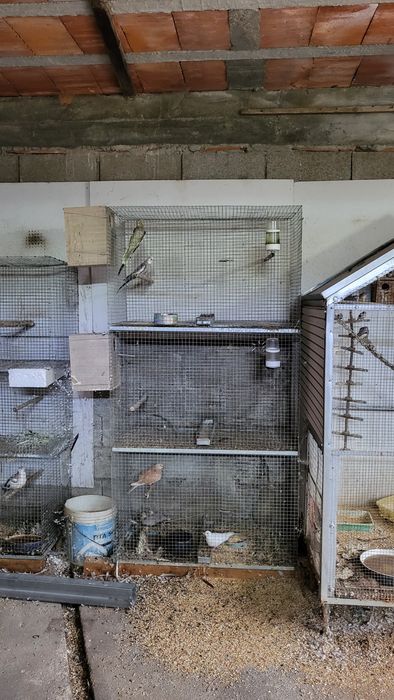 Vendo todos as minhas aves e viveiros