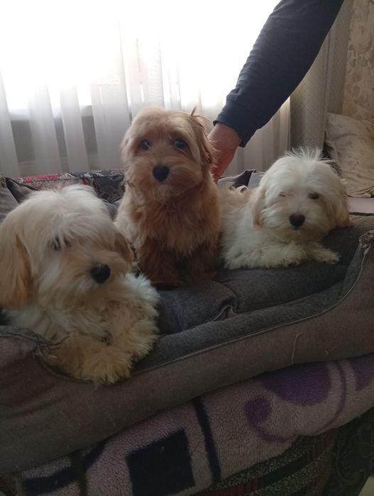 Два хлопчика мальтипу.