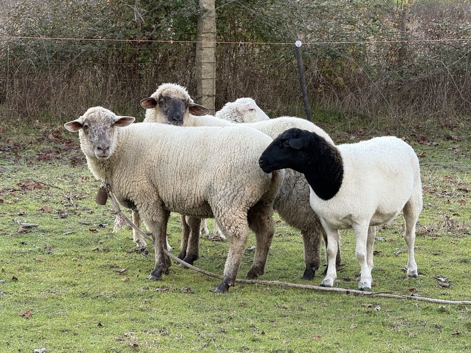 Carneiro e ovelhas