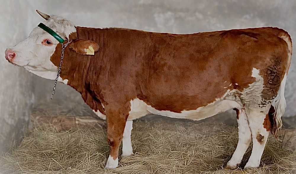 Jalowka wysokocielna