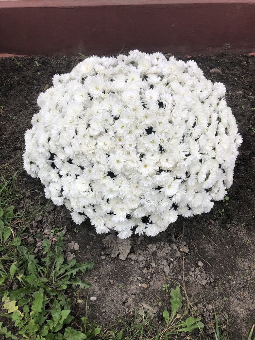 Маточні кущі хризантеми мультифлори