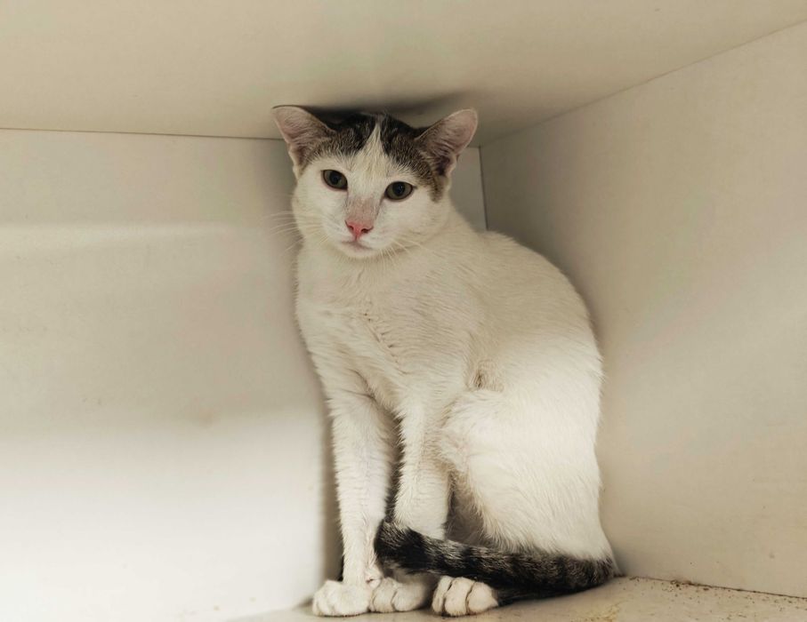 Ясік, 10 міс – лагідний муркотун шукає домівку! кіт кошеня кішка