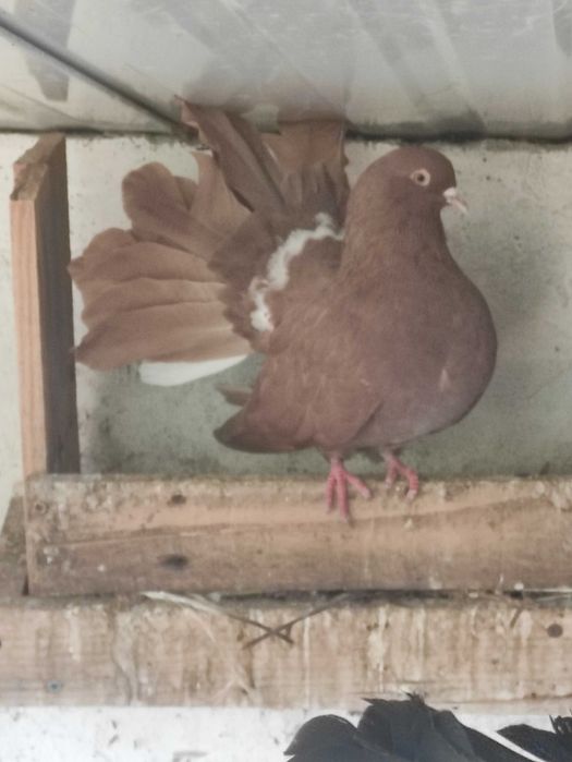 Pombos de leque, machos e fêmeas