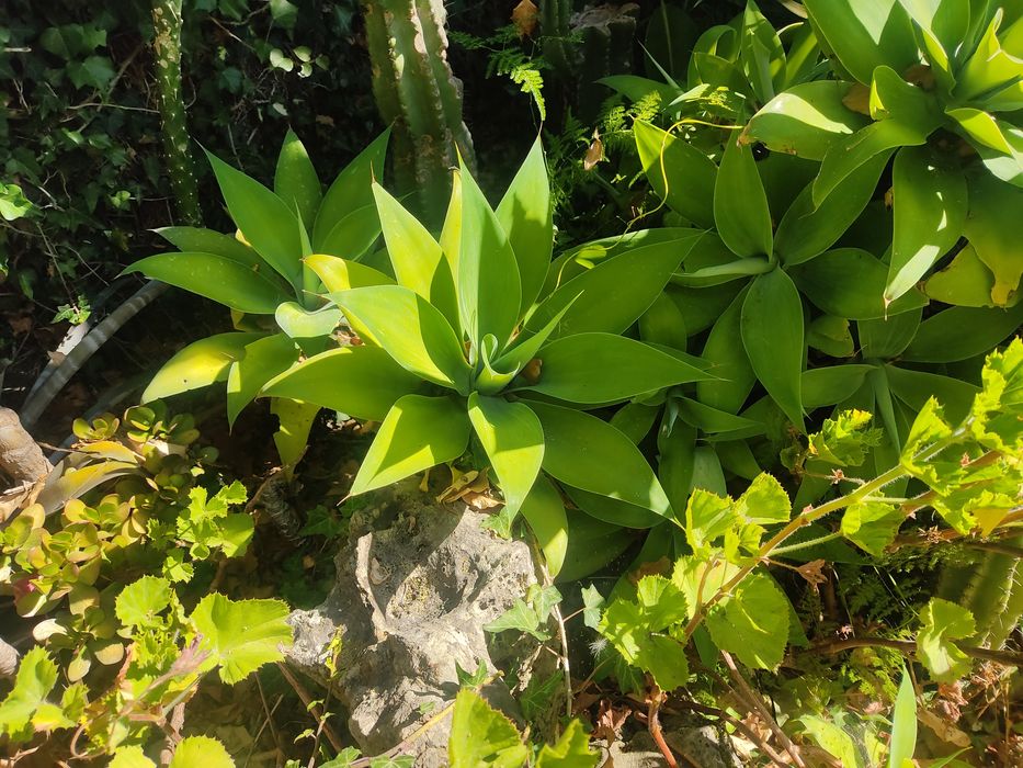 Planta de Madeira também conhecida como Agave Dragão
