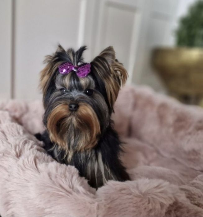 Yorkshire Terrier York FCI ZKwP SUCZKA