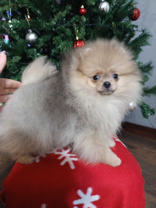 Bardzo słodka dziewczyna dla rodziny