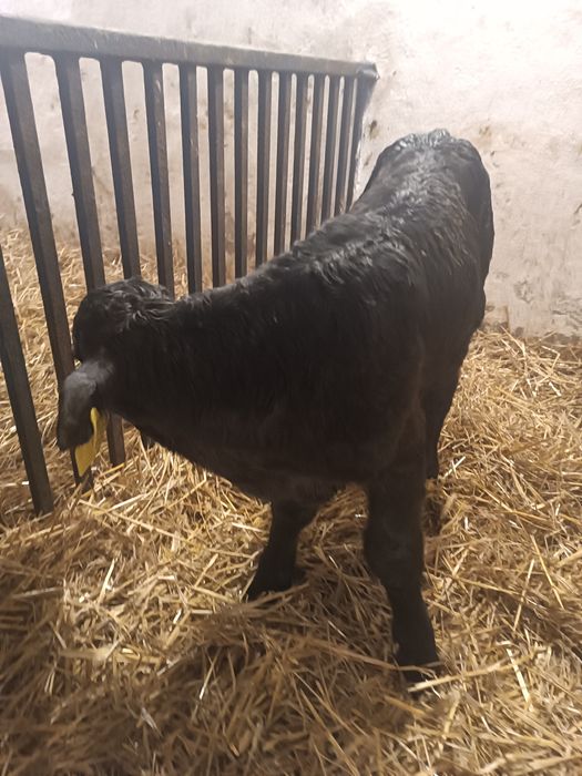 Byczek cielak mięsny