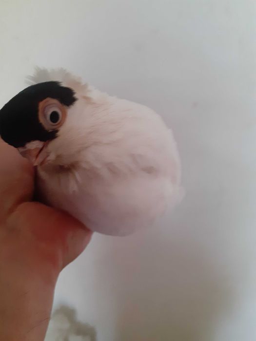 Krymki hamburskie